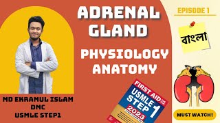 Adrenal Gland  Anatomy amp Physiology [upl. by Savick703]