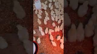 How to vaccinate your broilers against New castle disease [upl. by Ainaj]