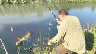 Pecanje na kanalu DTD u Vojvodini kod Vršca  Dubinsko pecanje  Fider pecanje  Fishing carp [upl. by Doralyn]