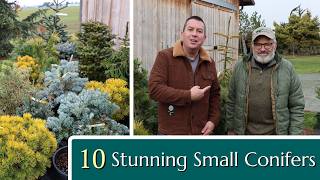 10 Stunning Conifers for your Small Garden [upl. by Vipul]