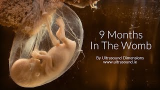 40 Weeks In The Womb by Ultrasound Dimensions [upl. by Nosidda]