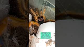 The infamous OBT tarantula  orange bitey thing  tarantula spider animals wild nature [upl. by Varien]