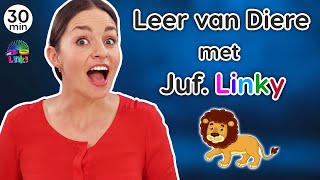 Leer van Diere  Plaasdiere Wilde Diere Troeteldiere  Afrikaanse Rympies [upl. by Naeerb541]