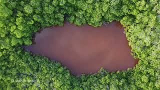 BELIZE Ambergris Caye  Swamp [upl. by Herwick]