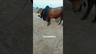 Its training song👌 sahiwal cow cutecow [upl. by Stearns235]