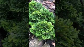 Chamaecyparis obtusa Nana Gracilis flowers garden relaxing evergreen landscape design shorts [upl. by Elamor74]