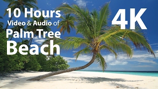 4K UHD 10 hours  Tropical Beach amp Gentle BirdsWaves Audio window  relaxing meditation nature [upl. by Dyna]