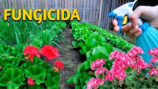 SOLUCIÓN DEFINITIVA para HONGOS con este FUNGICIDA CASERO para plantas huerto o jardín [upl. by Maisel]