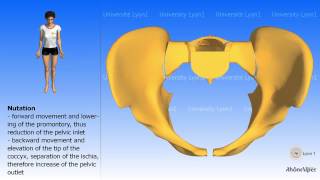 Arthrology of the pelvis Nutation and counternutation Childbirth [upl. by Acirederf]