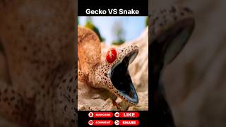 Gecko vs Snake animals wildanimals shortsviral [upl. by Aerdma]