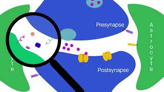 Biochemical probing reveals secrets of astrocyte–synapse interactions [upl. by Akenot]