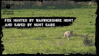 Fox hunted by Warwickshire Hunt and saved by sabs [upl. by Ecaidnac]