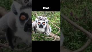 The Ringtailed Lemur  An Endemic Species Of Madagaskar 🤓 [upl. by Gelb447]