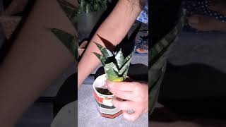 Plant Reporting 😍 gardening plants mygarden nature tarracegarden beautiful viralvideo shorts [upl. by Eiliah]