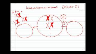 Meoisis Independent Assortment of Homologous Chromosomes [upl. by Noxaj]