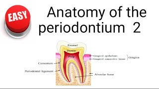 Anatomy of the periodontium part 2 [upl. by Ecire]