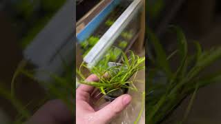 Juncus Repens aquarium plants aquariumplants paludarium [upl. by Yendis146]