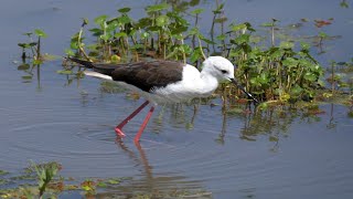 Blackwinged Stilt in Kenya [upl. by Carlos]