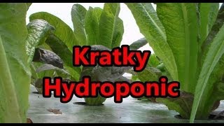 Harvest Romaine Lettuce From Kratky Hydroponic Raft System [upl. by Yenitirb170]