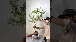 Create a small bonsai tree in just 5 minutes for beginners [upl. by Schreibe]