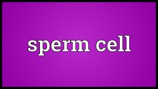 Sperm cell Meaning [upl. by Adley]