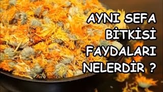 AYNI SEFA BİTKİSİNİN FAYDALARI NELERDİR [upl. by Suzie279]