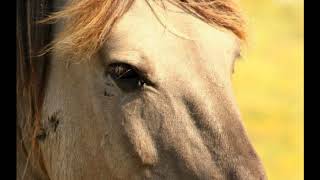 Horses in Translation Book Trailer [upl. by Eyllib]