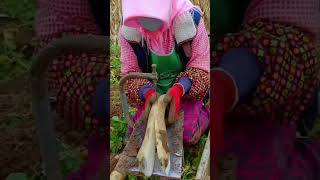 youtubeshorts agriculture viralvideo [upl. by Rocher993]