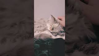 Be sure to rest Its late cat siberian siberiancat russian [upl. by Einafats654]