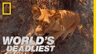 Lion Cubs vs Baboon  Worlds Deadliest [upl. by Kimmi]