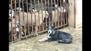 CAREA LEONÉS 26 Ejemplares de quotCarea Leonésquot o quotPerro de Pastor Leonésquot León shepherd dogavi [upl. by Gerita593]