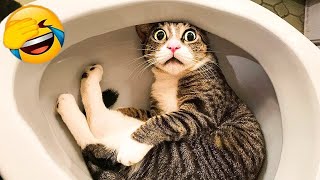 You Laugh You Lose Dogs And Cats 🙀🤣 Best Funny Animal Videos 😍😅 [upl. by Skerl602]