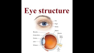 Eye Anatomy and structure  2024 [upl. by Errehs57]