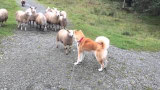 Akita Inu vs Sheep familie [upl. by Aimej]