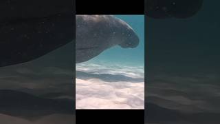 Manatee in Miramar Beach Florida [upl. by Adamsun]