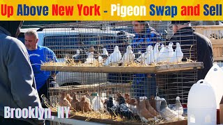 Up Above New York PIGEON Swap and Sell [upl. by Eimmaj213]