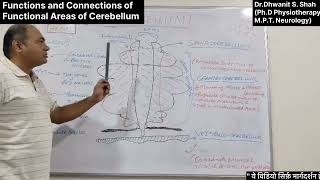 Theory Part3 Connections amp Functions of Functional Areas of Cerebellum [upl. by Oiromed972]