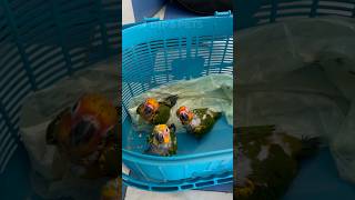 Sunconur Hand feeding baby🦜 mini vlogs with birds birds shortvideo birdslover parrot [upl. by Tsirc]