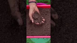 New technique for making organic fertilizer organicgardening fertilizer farming viral shorts [upl. by Euhsoj]