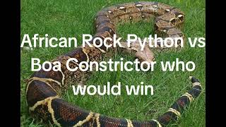 African Rock Python vs Boa constrictor who would win [upl. by Burnsed]