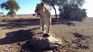 Lions Find Some Food  The Lion Whisperer [upl. by Aniratak848]