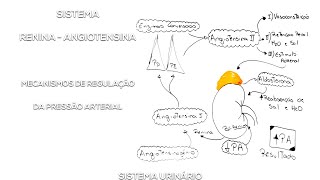 Sistema Renina  Angiotensina  Aldosterona Regulação da PA [upl. by Bartley881]