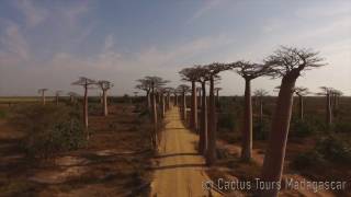 A 2mn video  Madagascars Wonders  The Baobab Avenue  by Cactus Tours Madagascar [upl. by Dasi392]