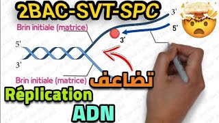 La nature de linformation génétique Partie 10 2BACSVTSPC طبيعة الخبر الوراثي ثانية بكالوريا [upl. by Theo]