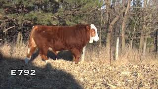 2018 Brink Fleckvieh Simmental Bull Sale Lots 7797115 [upl. by Naicad]