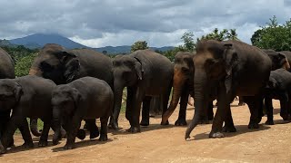 Pinnawala Elephant Orphanage  sri lanka [upl. by Brok]