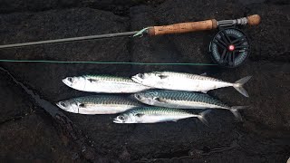 Saltwater Fly Fishing UK Mackerel and Pollock [upl. by Jannel]