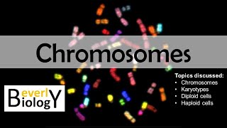 Chromosomes diploid vs haploid  updated [upl. by Ablasor]