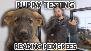 How to TEST Puppies amp Read Pedigrees [upl. by Eseer]