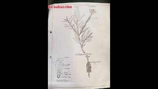 Callistemon practical diagram Callistemon bottlebrush shorts botany gardening farming flowers [upl. by Naxela]